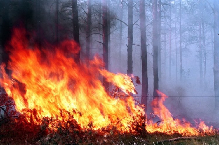 Ученый Томского политехнического университета нашел способ оперативно засекать лесные пожары, ориентируясь на звук