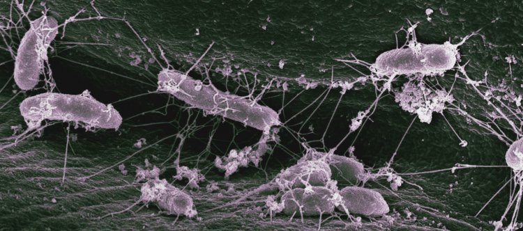 О пользе домашних микробов