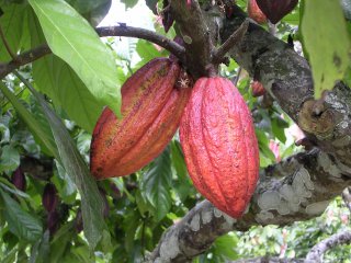 Шоколадные деревья разыграют к открытию Викторной оранжереи в "Аптекарском огороде"