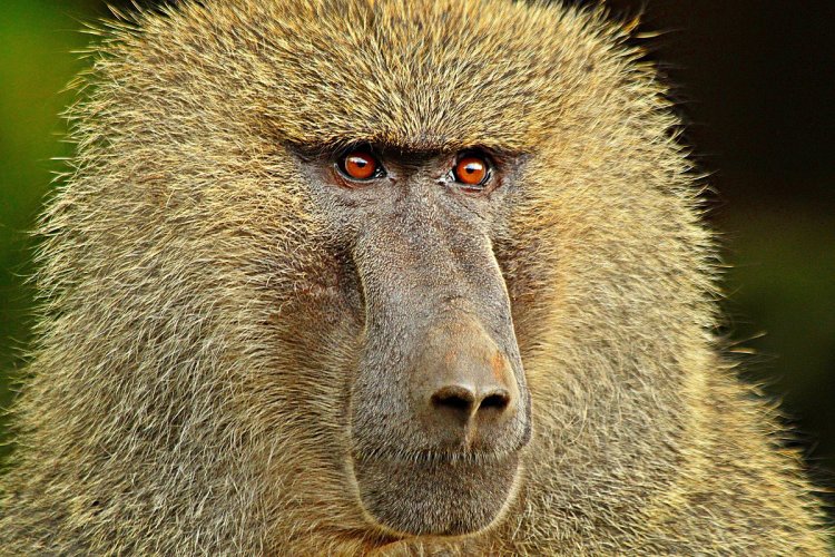 Бабуины произносят почти столько же гласных звуков, сколько и люди
