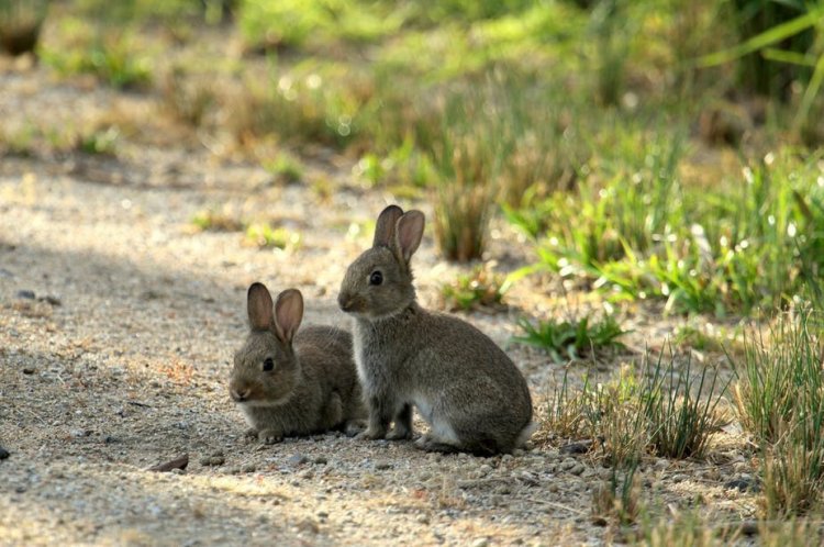 Австралия вновь пытается избавиться от кроликов с помощью вирусов