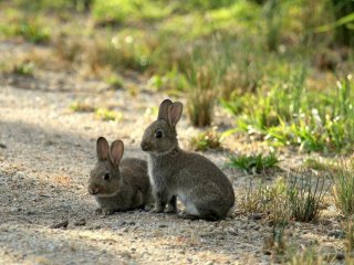 Австралия вновь пытается избавиться от кроликов с помощью вирусов