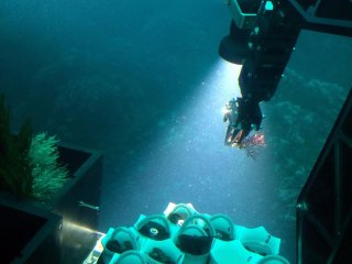 В Панаме обнаружен новый вид мягких кораллов