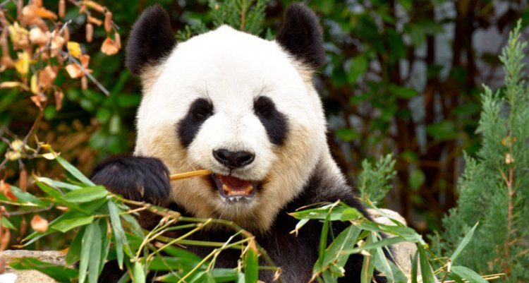 Панды относительно недавно перешли на бамбуковую диету