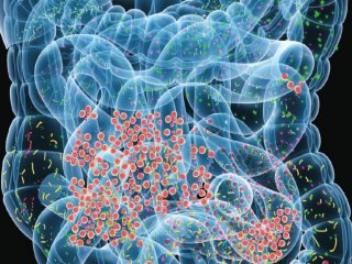 Учёные нашли молекулу, ответственную за баланс микрофлоры кишечника