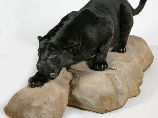 Чёрный ягуар - новый редкий экспонат в Дарвиновском музее