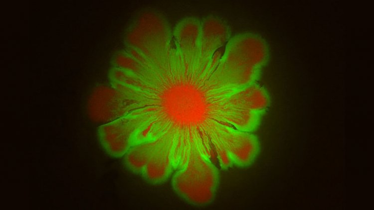 Как бактерии создают соцветия