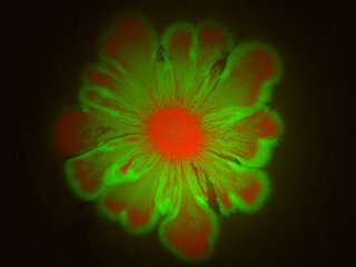 Как бактерии создают соцветия