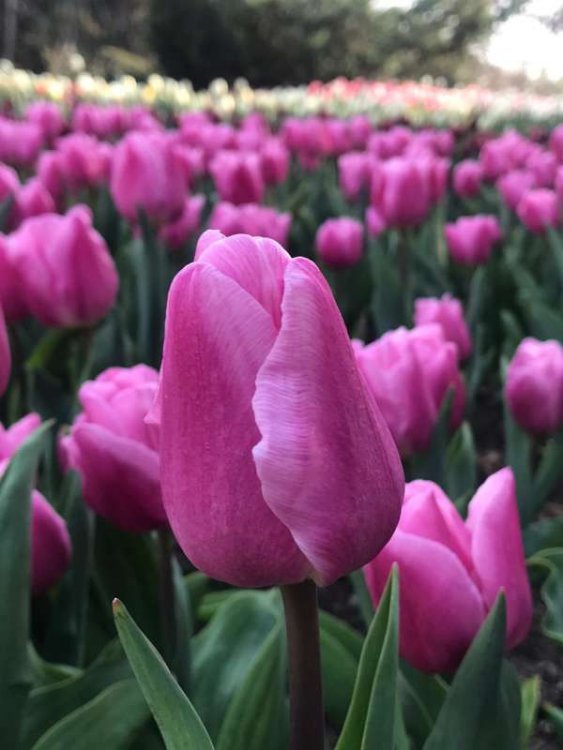 Сегодня в Никитском ботаническом саду стартует виртуальный Парад тюльпанов