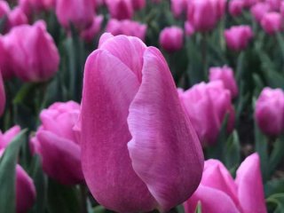 Сегодня в Никитском ботаническом саду стартует виртуальный Парад тюльпанов