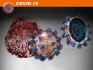 Найдено соединение, блокирующее коронавирус на ранней стадии COVID-19
