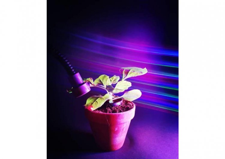 Биологи научились контролировать рост растений светом