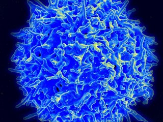 Организм может покончить с коронавирусом до выработки антител
