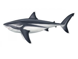 Ученые вычислили размер доисторической гигантской акулы Мегалодон