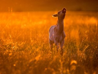 «Лошадь Пржевальского: последняя дикая лошадь на Земле»…