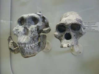 Слева череп Paranthropus boisei, справа - Australopithecus africanus. А.Соколов