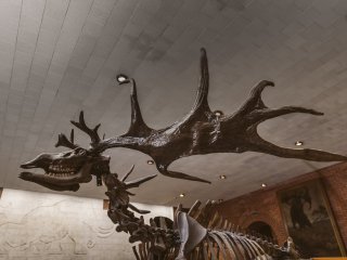 Россия — родина динозавров? "В мире науки" №6, 2020…