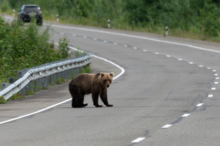 Бурый медведь переходит дорогу (фото с сайта ИПЭЭ РАН)
