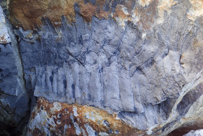 В Англии обнаружена крупнейшая окаменелость древней многоножки 