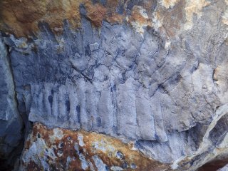 В Англии обнаружена крупнейшая окаменелость древней многоножки 