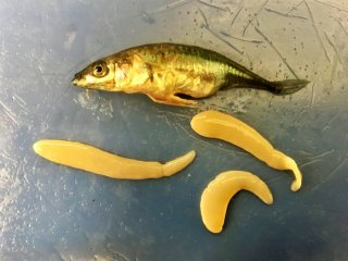 Исследование: некоторые рыбы справляются с паразитами с помощью фиброза