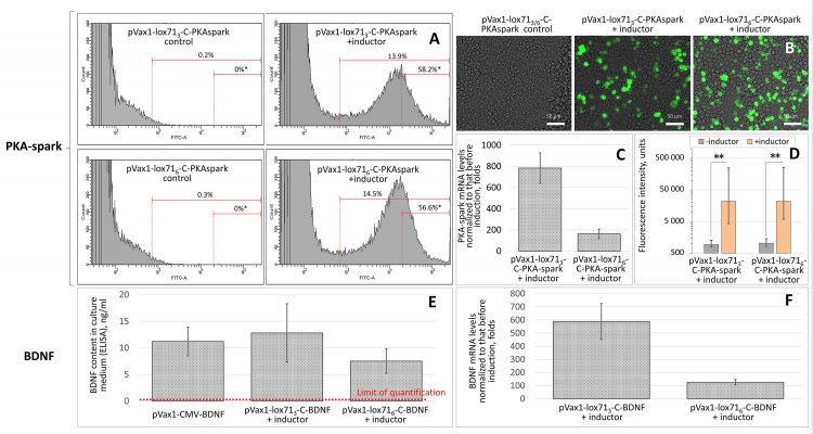 Флуоресценция опухолевых клеток почечного эпителия человека до активации гена зеленого флуоресцентного белка и после. Источник: Karagyaur et al. / Cells, 2022