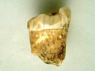 Неандертальцы питались преимущественно мясом 