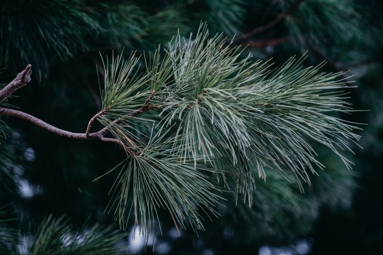 Сосна сибирская кедровая, или сибирский кедр (Pinus sibirica Du Tour)