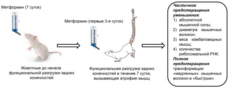 Потребление крысами метформина позволило ослабить негативное воздействие функциональной разгрузки (моделируемой невесомости) на постуральную камбаловидную мышцу. Источник: Тимур Мирзоев