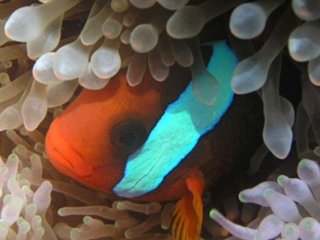 Генные переключатели помогают молодой рыбке-клоуну адаптироваться к жизни на коралловом рифе