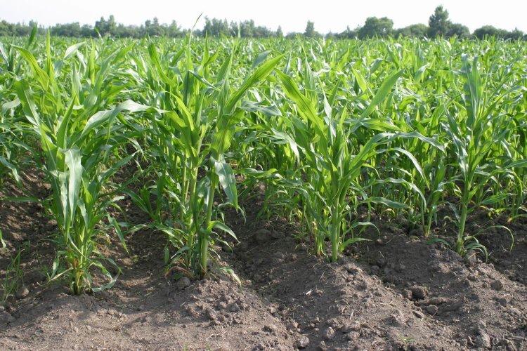 Посев кукурузы на гребне 70 см.Источник фото: С.А. Шукюров / Дальневосточный НИИ сельского хозяйства
