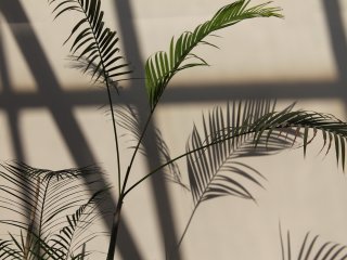 Растение. Источник: Marra on Unsplash