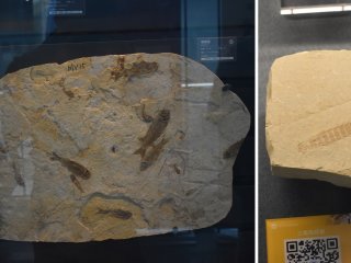 Рыбы Lycoptera и поденка Ephemeropsis trisetalis из Ляонина (северо-восточный Китай). Фото сделаны в палеонтологическом музее Нанкина. Фото И.Н. Косенко