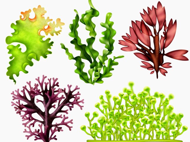 Дары подводного царства: водоросли в науке земной и космической. Источник изображения: macrovector / фотобанк Freepik 