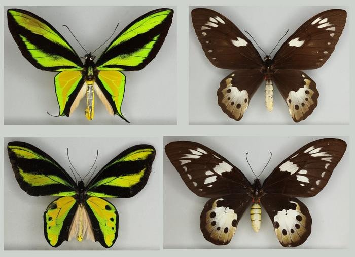 ИИ разрешил спор Дарвина и Уоллеса об эволюции на примере бабочек