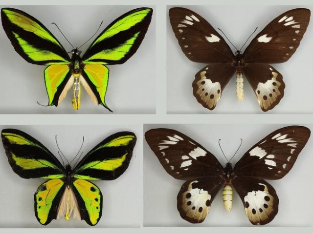 Птицекрылые бабочки из видовой группы Ornithoptera paradisea, у которых самцы (слева) отличались большим разнообразием, чем самки (справа). Фото: Natural History Museum. 2024. Birdwing butterflies (from Collection specimens). Licensed under CC-BY-4.0.