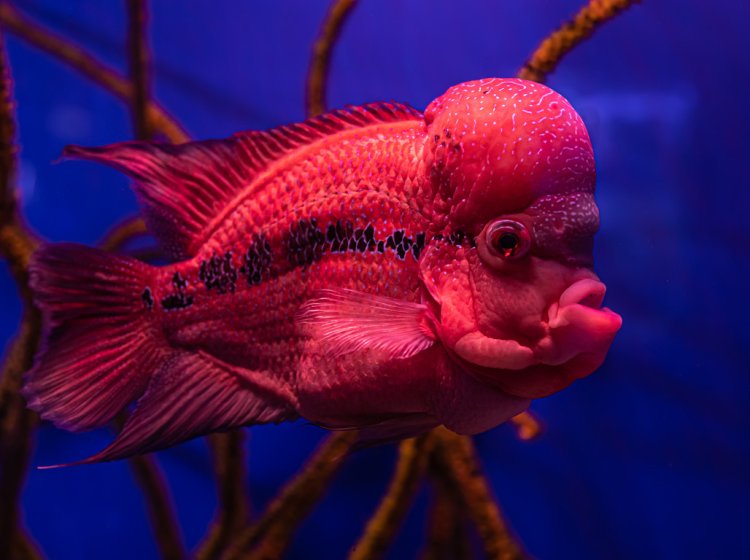 В море-океане: десять самых необычных обитателей водных глубин. Фото: pvproductions / фотобанк Freepik