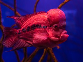 В море-океане: десять самых необычных обитателей водных глубин. Фото: pvproductions / фотобанк Freepik