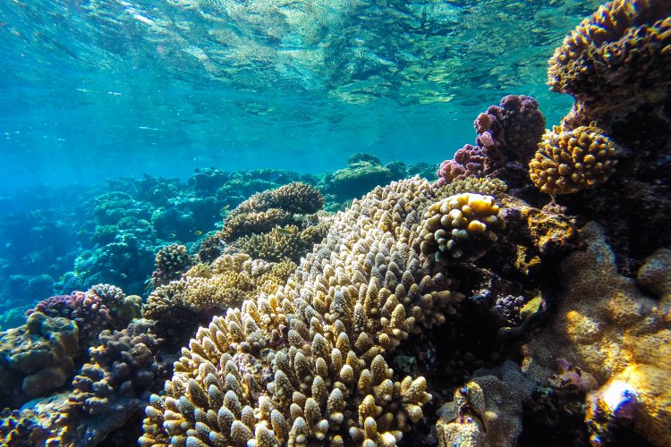 От водорослей до китов: морские тепловые волны меняют жизнь в океане. Фото: ru.123rf.com