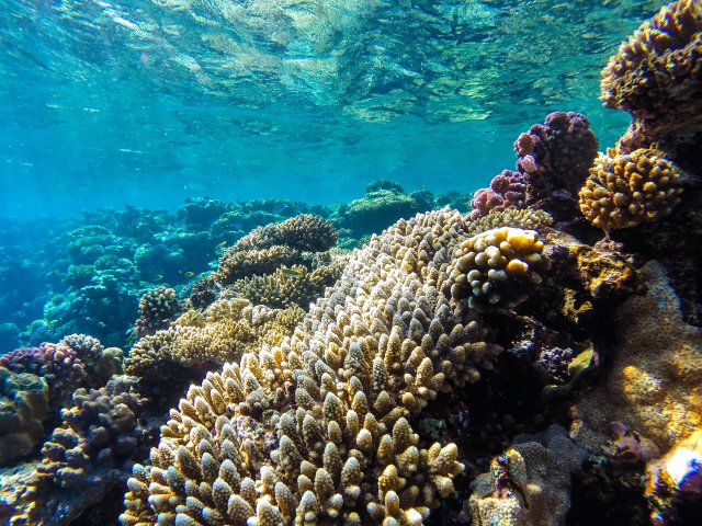 От водорослей до китов: морские тепловые волны меняют жизнь в океане. Фото: ru.123rf.com