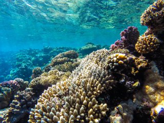 От водорослей до китов: морские тепловые волны меняют жизнь в океане. Фото: ru.123rf.com