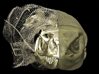 Варан Розенберга (Varanus rosenbergi WAM R95408) с остеодермами и эндоскелетом, видимыми в левой части. Фото: Roy Ebel / Museums Victoria