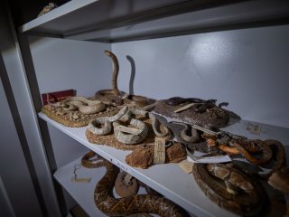 Фото: Елена Либрик / Научная Россия