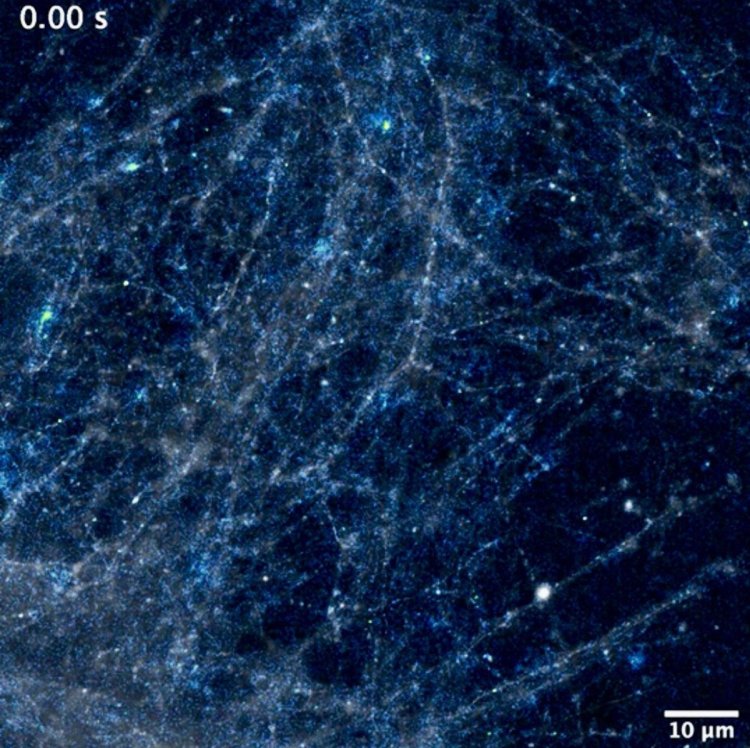 Скриншот из видео культивируемых нейронов, экспрессирующих iGluSnFR3 (100 Гц, снято на простой широкопольный микроскоп). Нейроны были подавлены с помощью TTX, блокирующего вызванное высвобождение глутамата. Фото: Allen Institute / Kaspar Podgorski