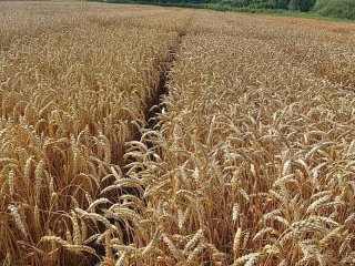 Пшеница орловской селекции. Фото: Е.В. Журавлева