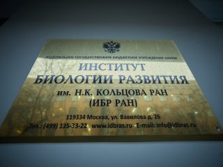 В Институте биологии развития им. Н.К. Кольцова РАН. Фото: Елена Либрик / «Научная Россия»