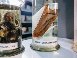 Обитатели океанских глубин. Фото: Ольга Мерзлякова / «Научная Россия»