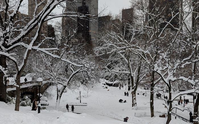 Свежий снег покрывает землю и ветви деревьев в Центральном парке Нью-Йорка. В ходе исследования, проведенного учеными из Университета штата Миссисипи, изучались региональные тенденции снежного покрова. Фото: Mary Pollitz / Mississippi State University