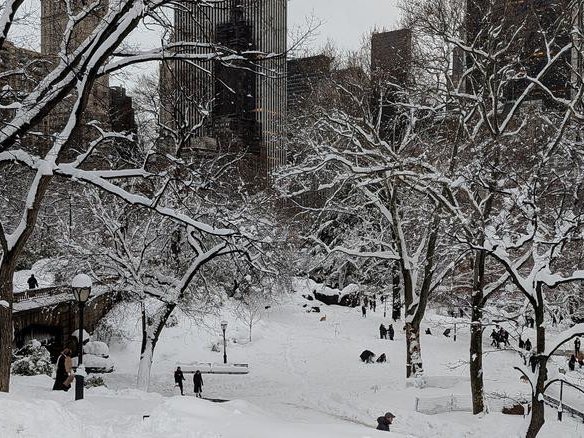 Свежий снег покрывает землю и ветви деревьев в Центральном парке Нью-Йорка. В ходе исследования, проведенного учеными из Университета штата Миссисипи, изучались региональные тенденции снежного покрова. Фото: Mary Pollitz / Mississippi State University