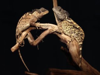 Взрослая самка паратипа Acanthosaura syrax. Фото: Trivalairat et al., 2026